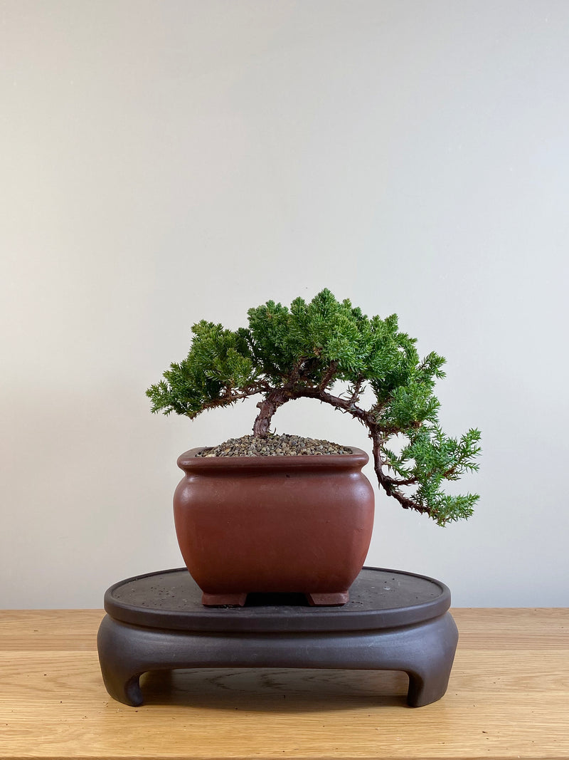 JAPANESE JUNIPER (JP06055)