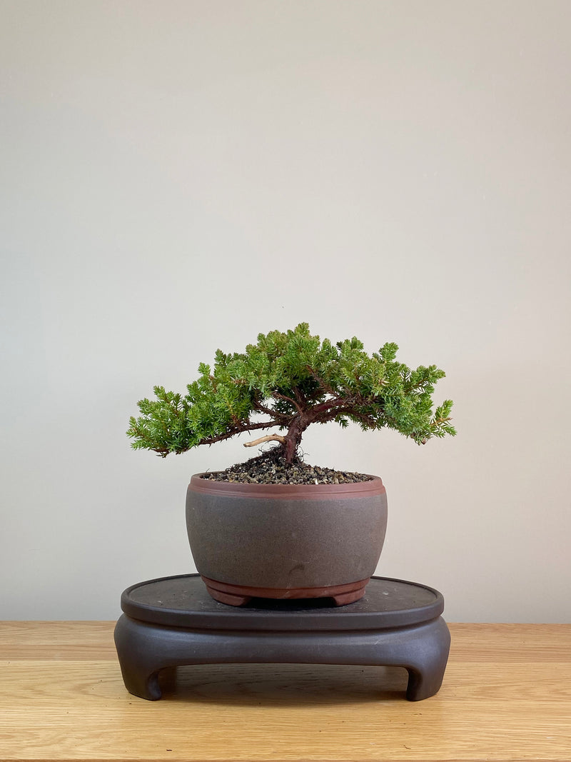 JAPANESE JUNIPER (JP07013)