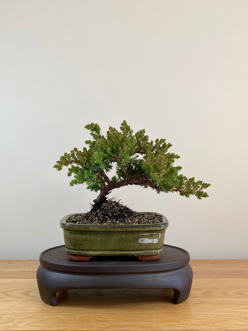 JAPANESE JUNIPER (JP08001)