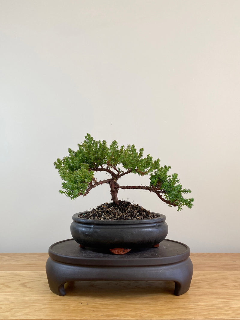 JAPANESE JUNIPER (JP08003)