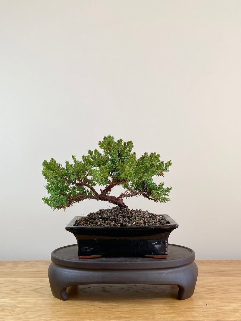 JAPANESE JUNIPER (JP08007)