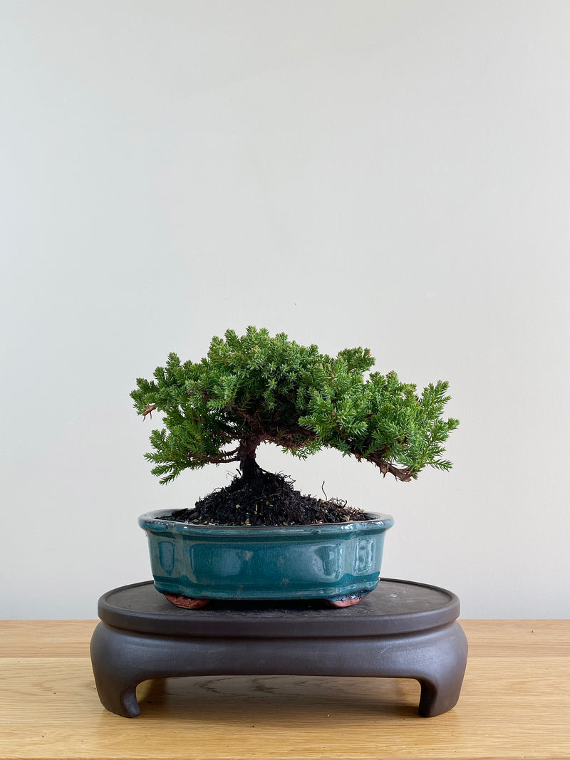 JAPANESE JUNIPER (JP08024)