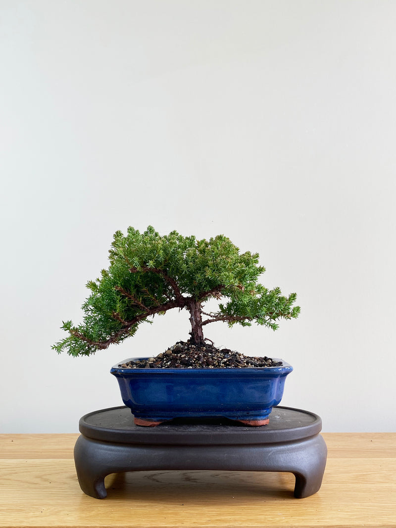 JAPANESE JUNIPER (JP08025)