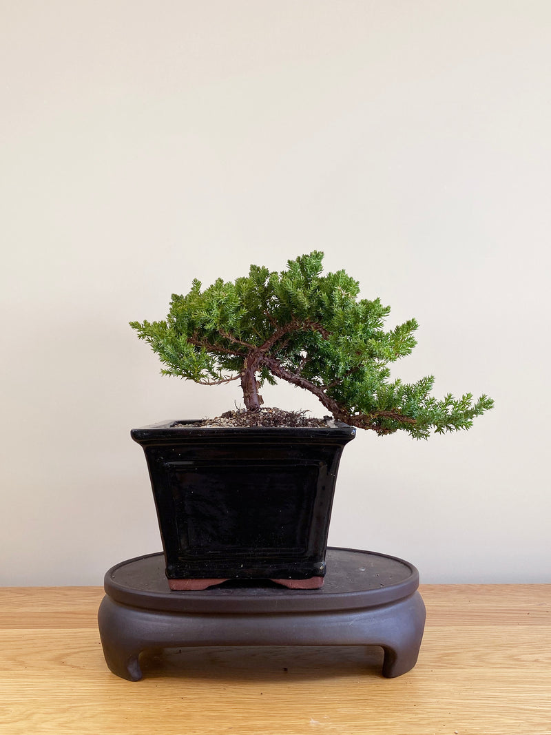 JAPANESE JUNIPER (JP09011)