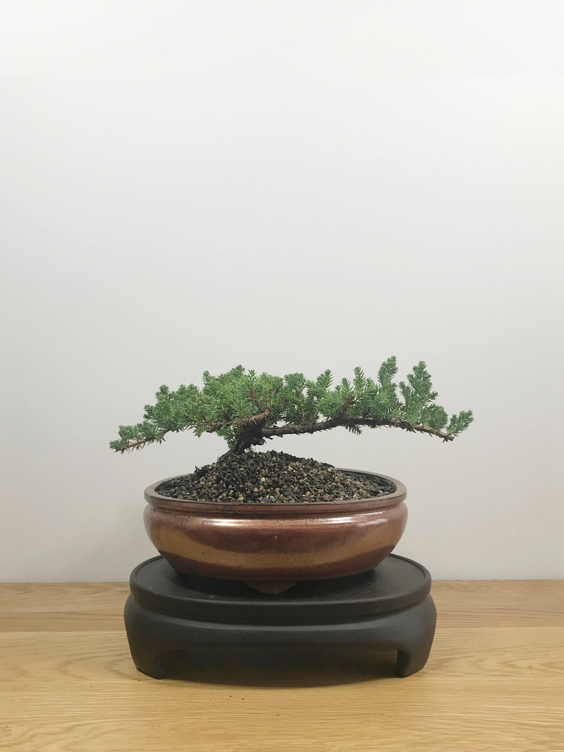 JAPANESE JUNIPER (JP10007) - MiniGardens NZ