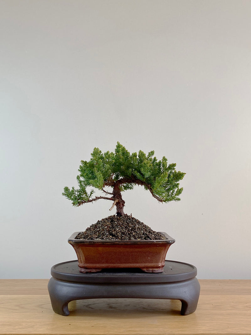 JAPANESE JUNIPER (JP10007)