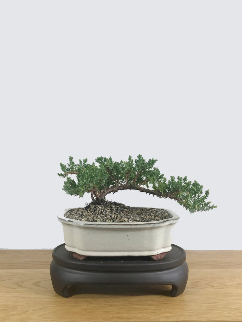 JAPANESE JUNIPER (JP10023) - MiniGardens NZ