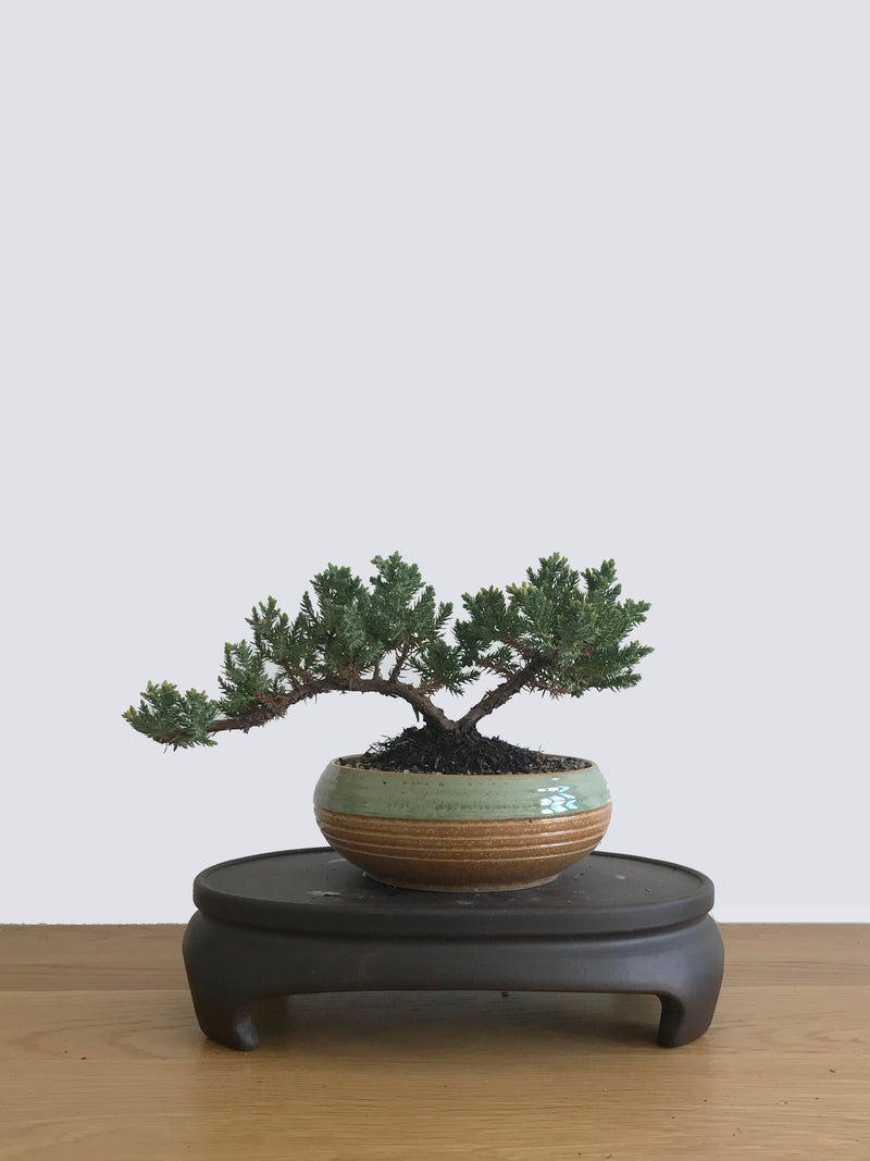 JAPANESE JUNIPER (JP10038) - MiniGardens NZ