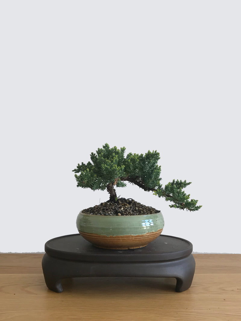 JAPANESE JUNIPER (JP10039) - MiniGardens NZ