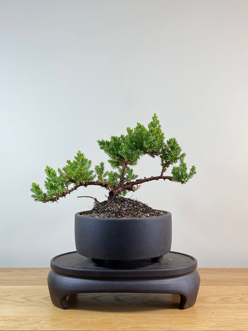 JAPANESE JUNIPER (JP11001)