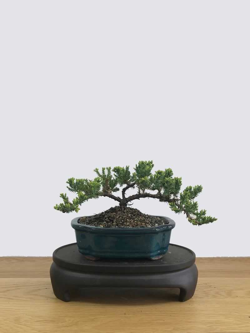 JAPANESE JUNIPER (JP11016) - MiniGardens NZ