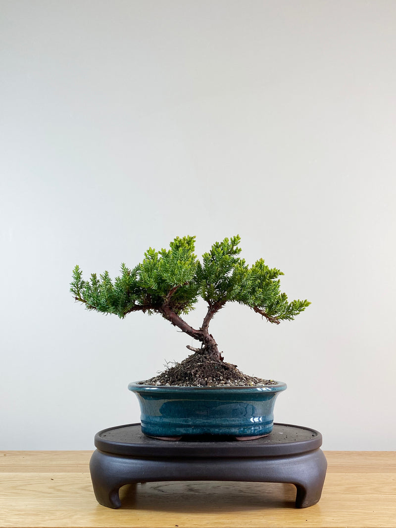 JAPANESE JUNIPER (JP11031)