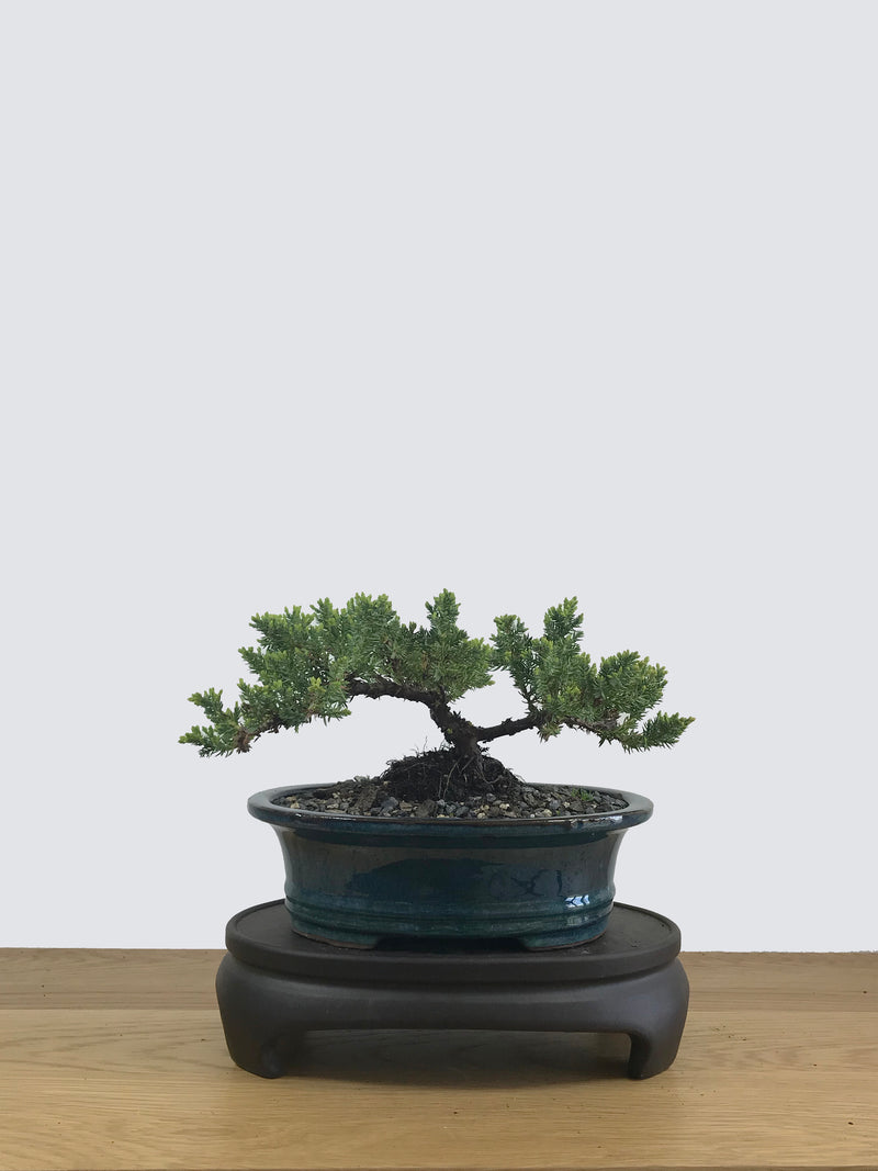 JAPANESE JUNIPER (JP11036) - MiniGardens NZ