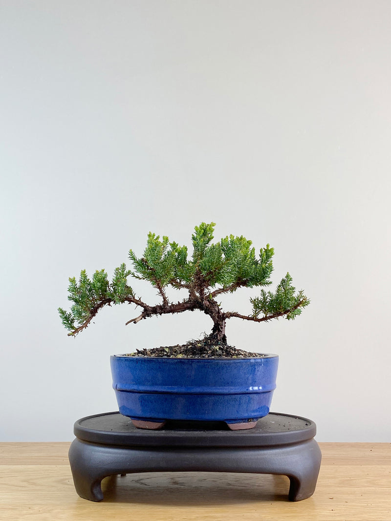 JAPANESE JUNIPER (JP11049)