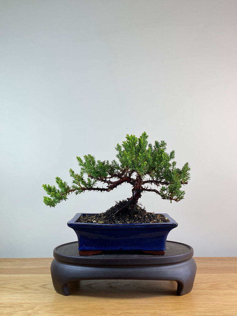 JAPANESE JUNIPER (JP11071)