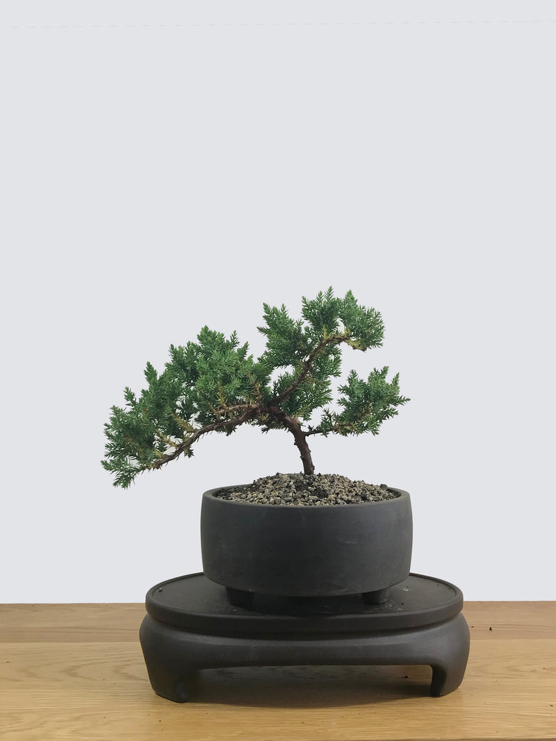 JAPANESE JUNIPER (JP12011) - MiniGardens NZ