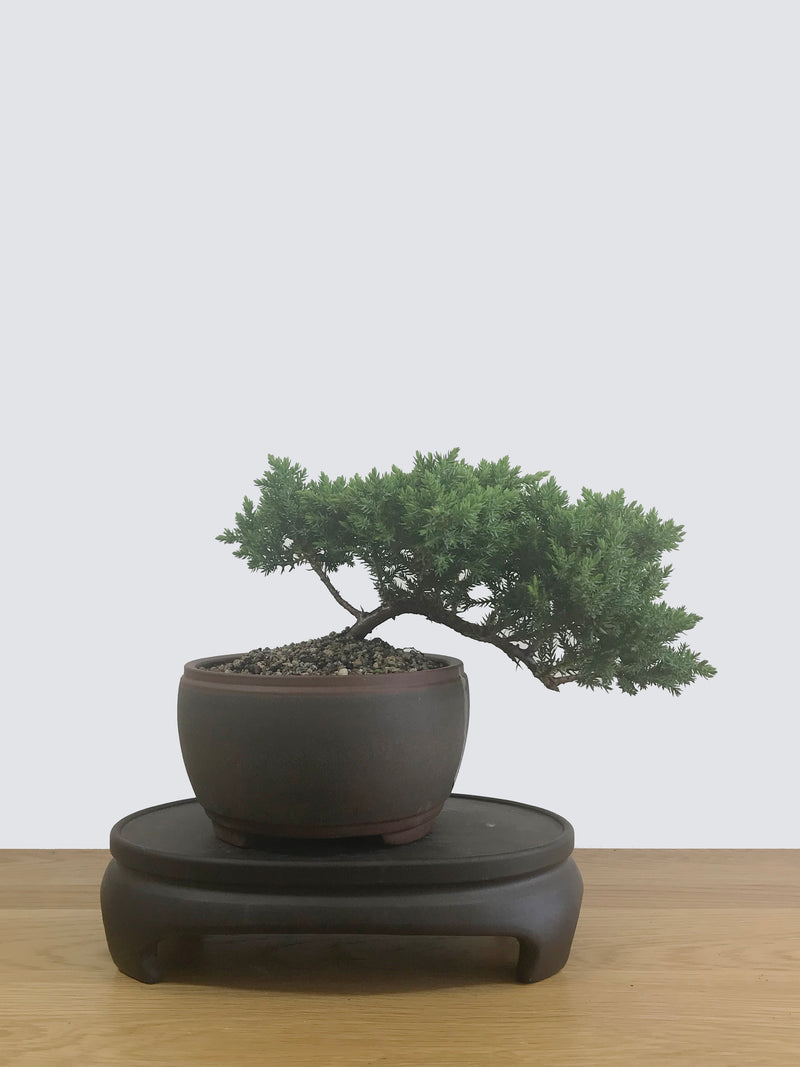 JAPANESE JUNIPER (JP12024) - MiniGardens NZ