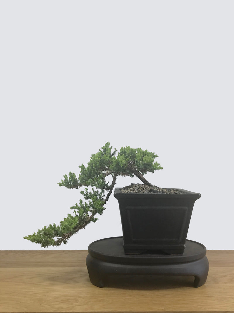 JAPANESE JUNIPER (JP12026) - MiniGardens NZ