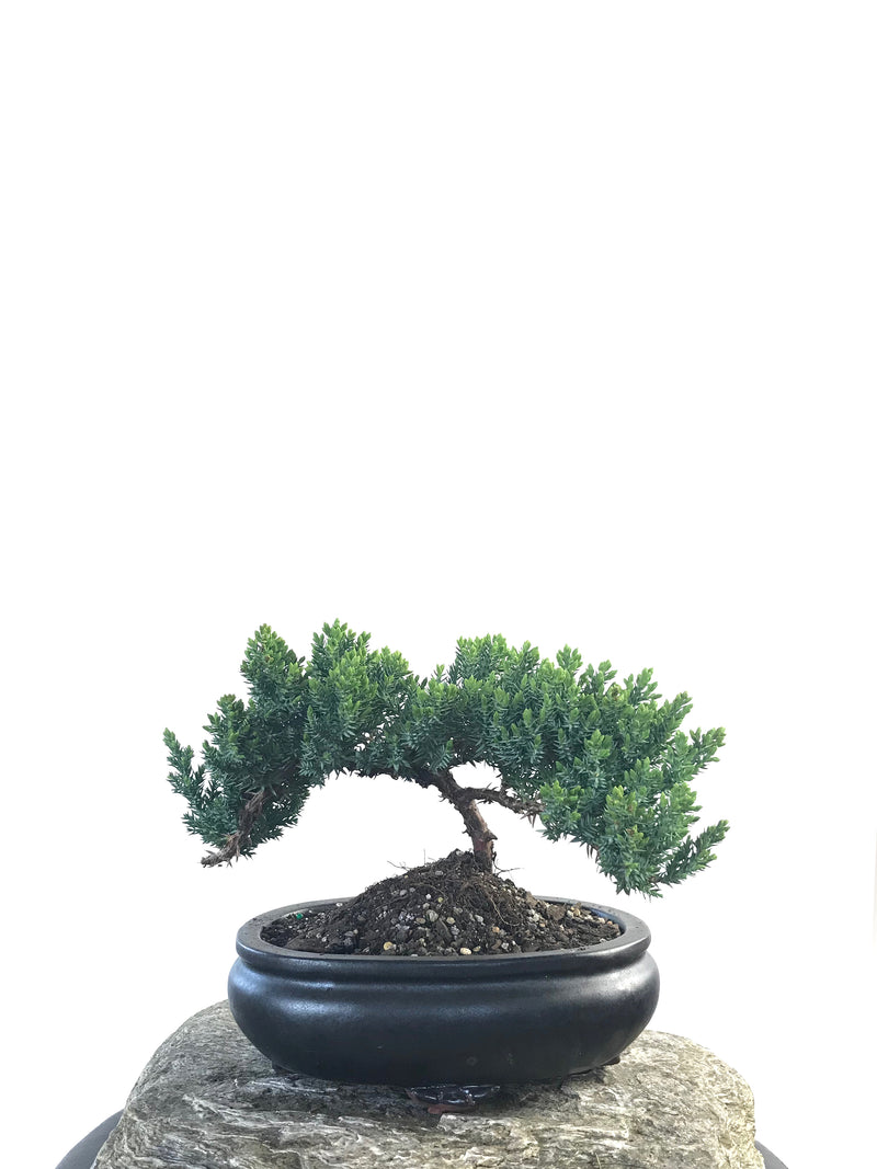 JAPANESE JUNIPER (JP1809201) - MiniGardens NZ