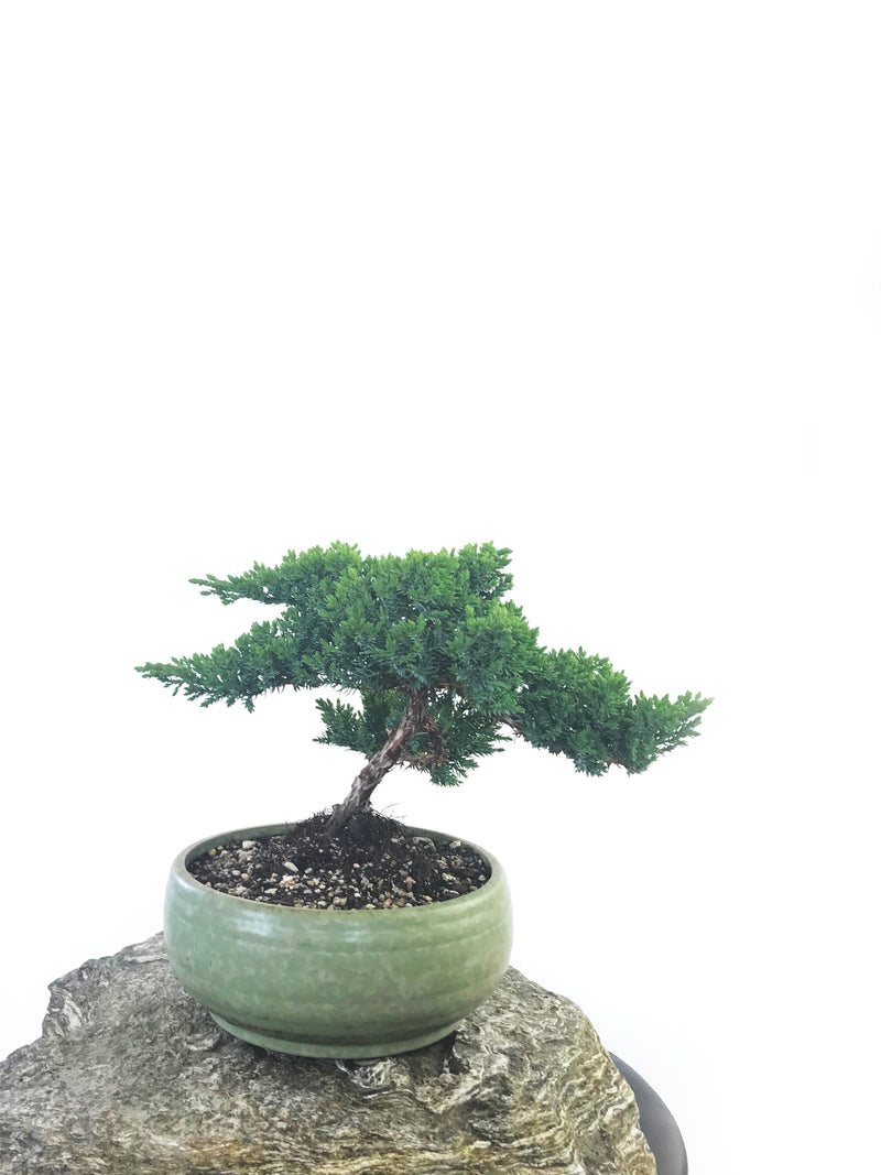 JAPANESE JUNIPER (JP1809229) - MiniGardens NZ