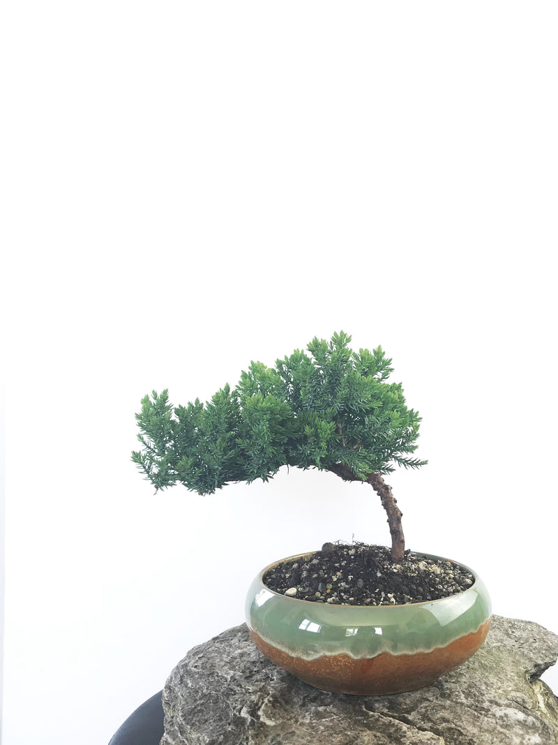 JAPANESE JUNIPER (JP1809230) - MiniGardens NZ