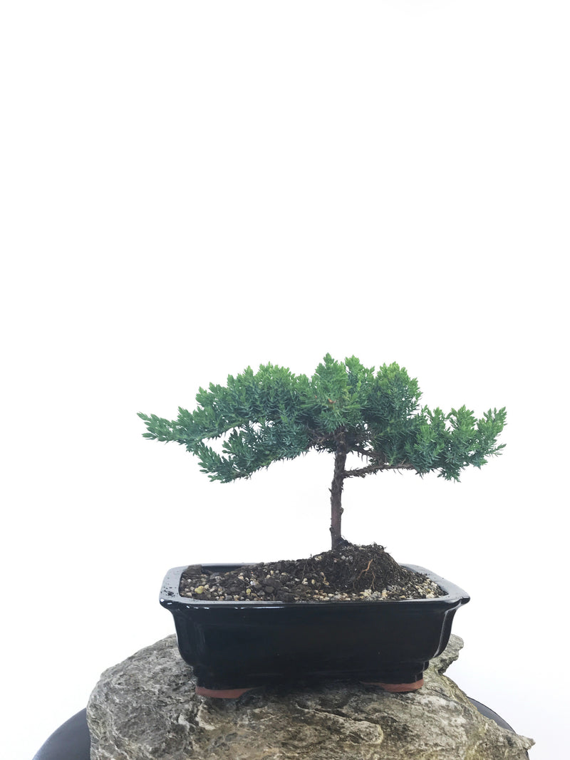 JAPANESE JUNIPER (JP1809239) - MiniGardens NZ