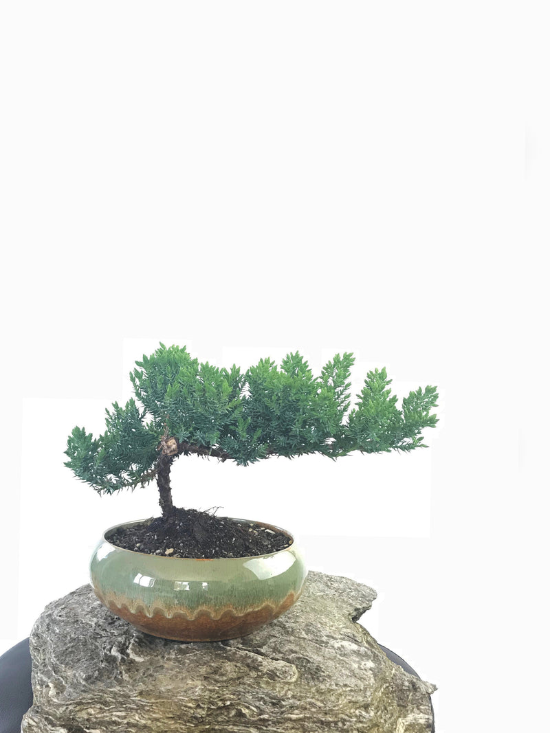 JAPANESE JUNIPER (JP1809240) - MiniGardens NZ