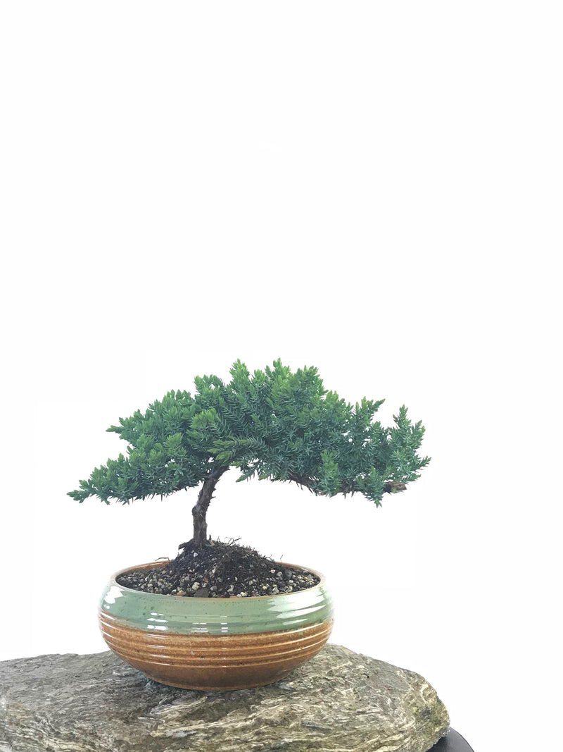 JAPANESE JUNIPER (JP1809241) - MiniGardens NZ