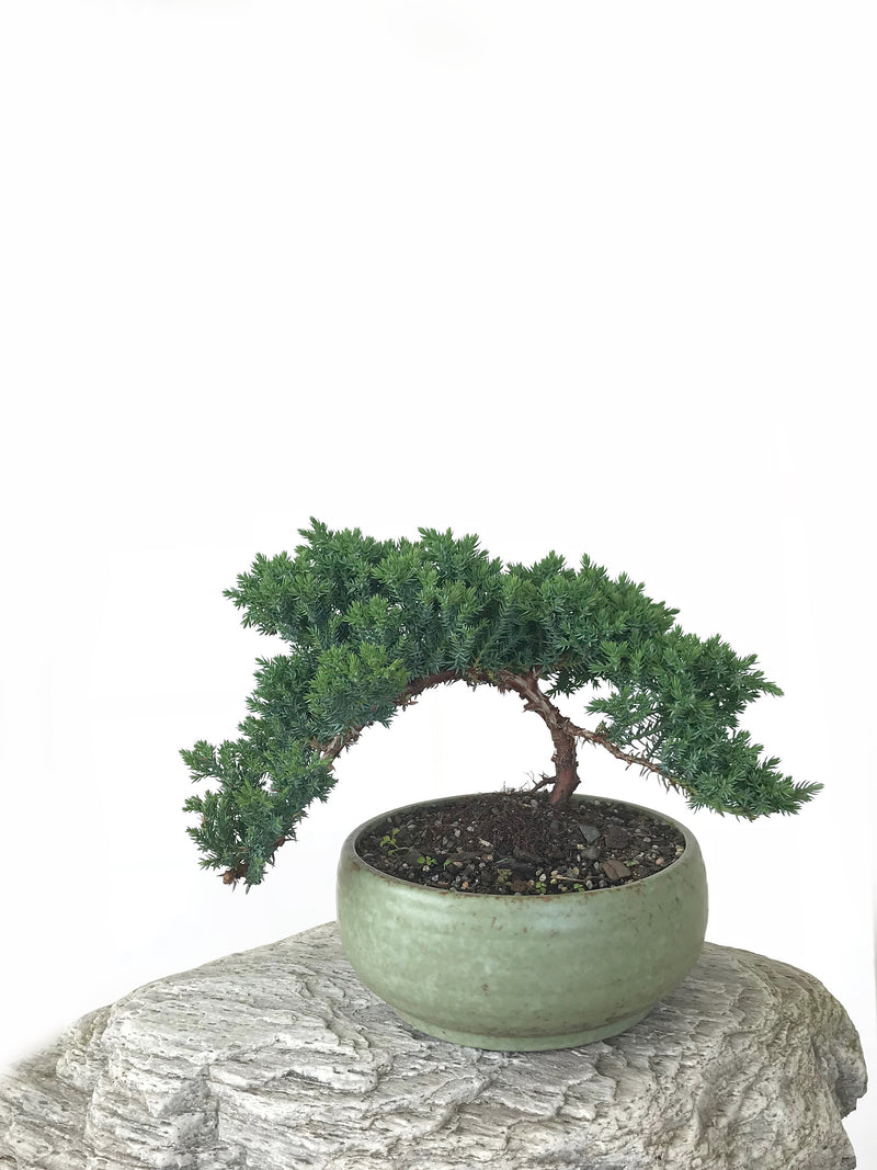 JAPANESE JUNIPER (JP1809253) - MiniGardens NZ