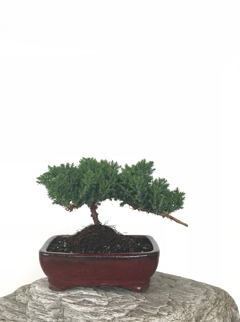 JAPANESE JUNIPER (JP1809272) - MiniGardens NZ