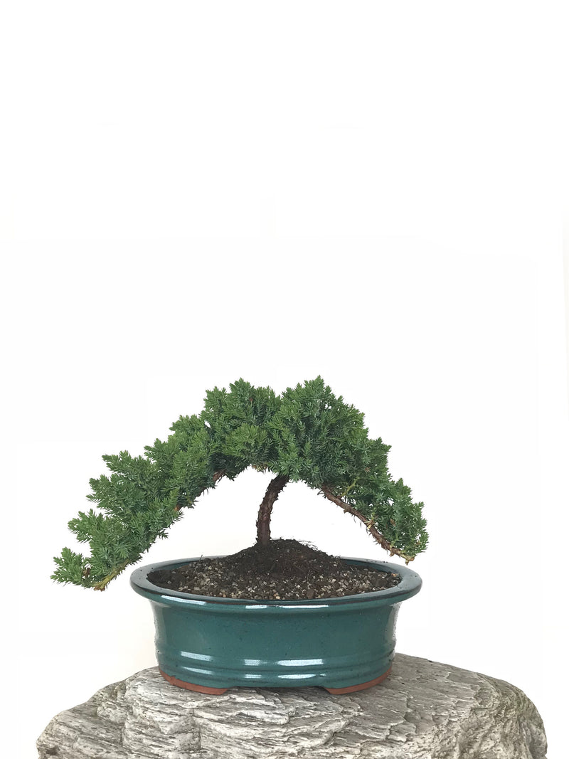 JAPANESE JUNIPER (JP1809280) - MiniGardens NZ