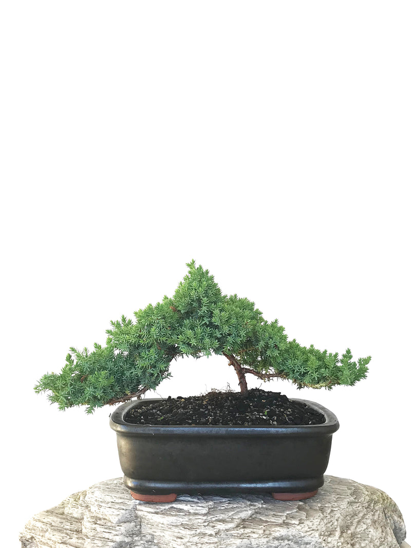 JAPANESE JUNIPER (JP1809295) - MiniGardens NZ