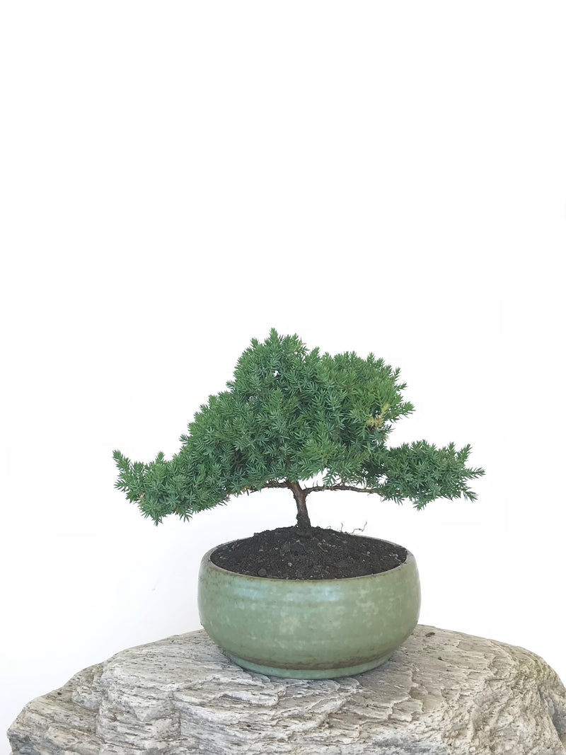 JAPANESE JUNIPER (JP1809299) - MiniGardens NZ