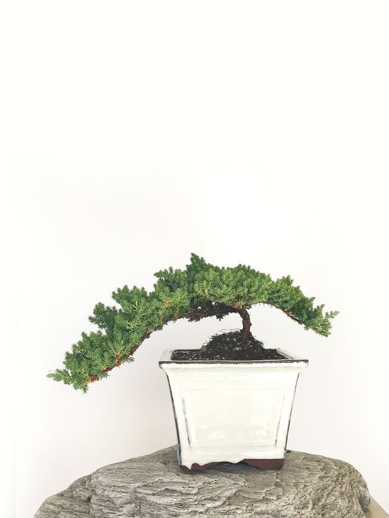 JAPANESE JUNIPER (JP1901315) - MiniGardens NZ