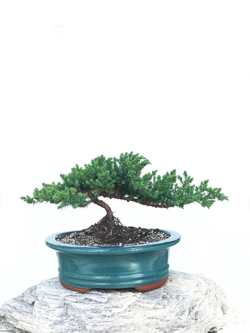 JAPANESE JUNIPER (JP1901343) - MiniGardens NZ