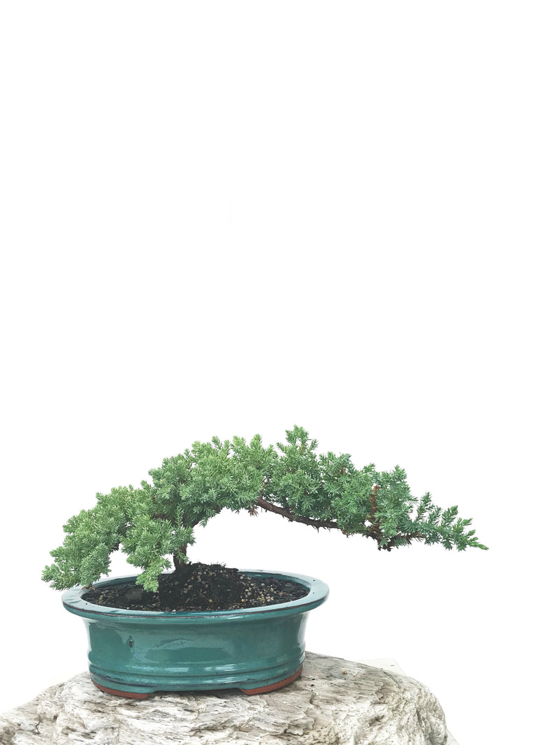 JAPANESE JUNIPER (JP1902383) - MiniGardens NZ