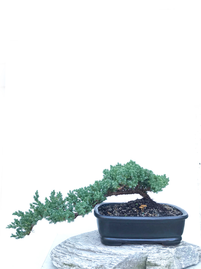 JAPANESE JUNIPER (JP1903417) - MiniGardens NZ