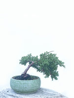 JAPANESE JUNIPER (JP1904440) - MiniGardens NZ