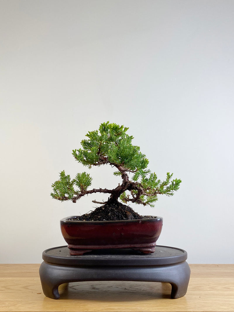 JAPANESE JUNIPER (JP201138)