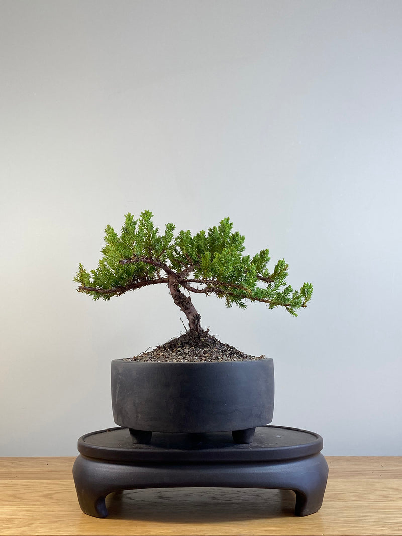 JAPANESE JUNIPER (JP20128)