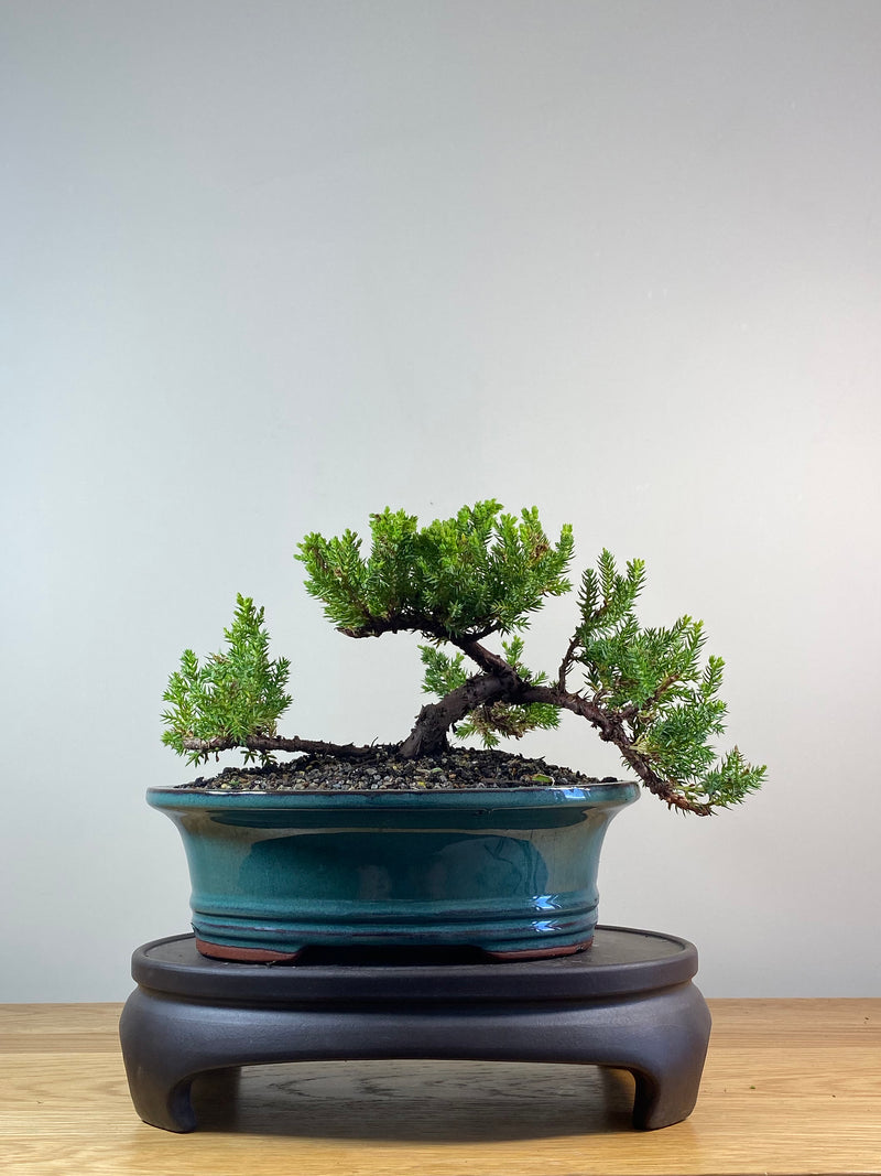 JAPANESE JUNIPER (JP201257)