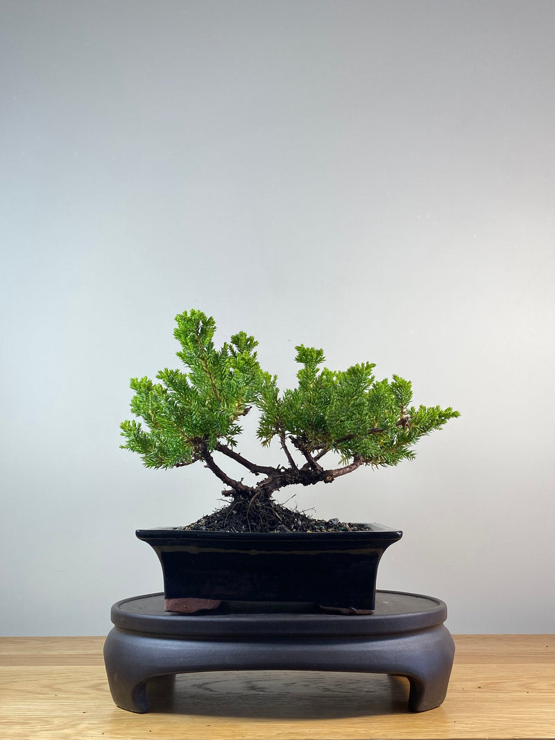 JAPANESE JUNIPER (JP201261)