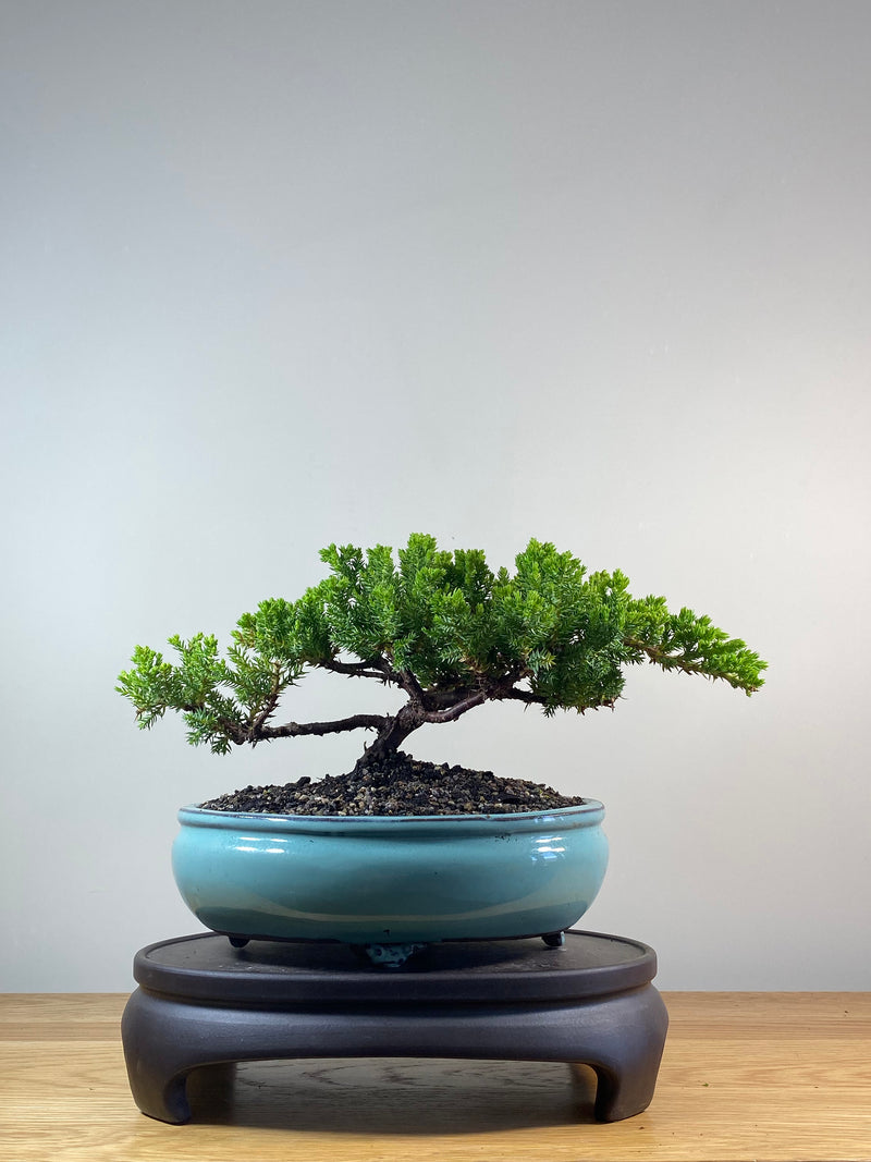 JAPANESE JUNIPER (JP201274)