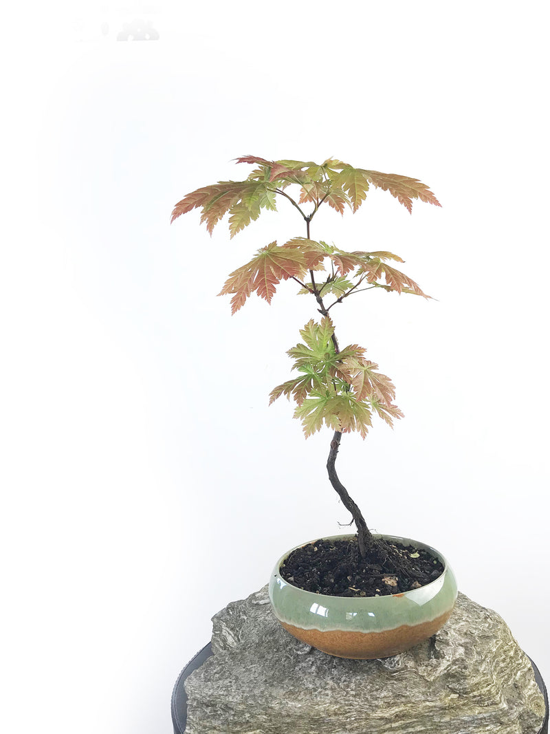 JAPANESE MAPLE (MP1708001) - MiniGardens NZ