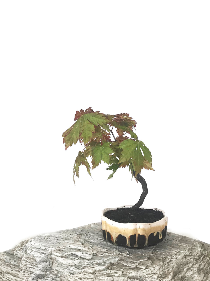 JAPANESE MAPLE (MP1808055) - MiniGardens NZ