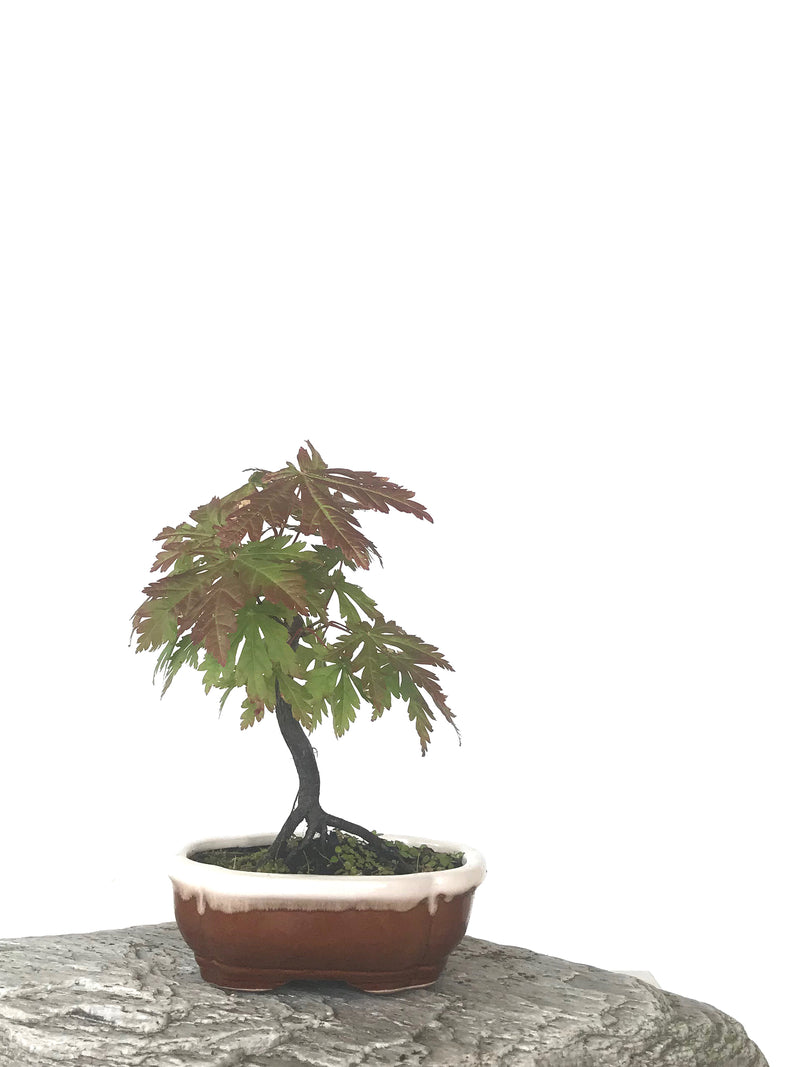 JAPANESE MAPLE (MP1808062) - MiniGardens NZ