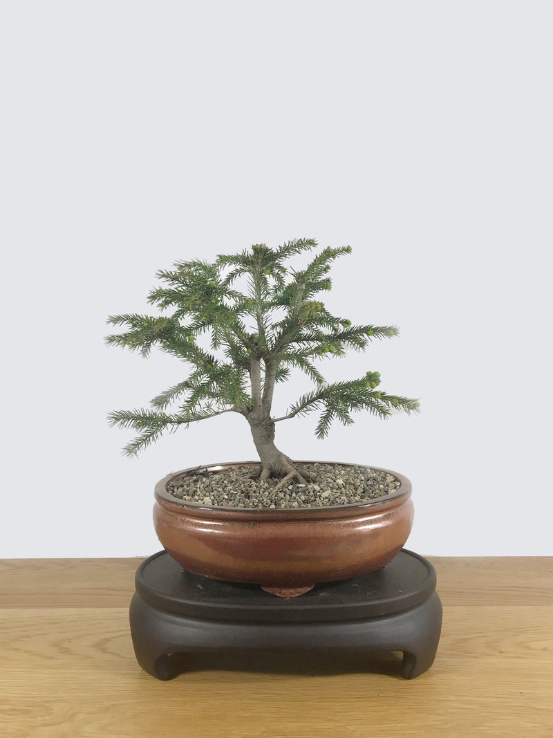 ORIENTAL SPRUCE (OS10001) - MiniGardens NZ