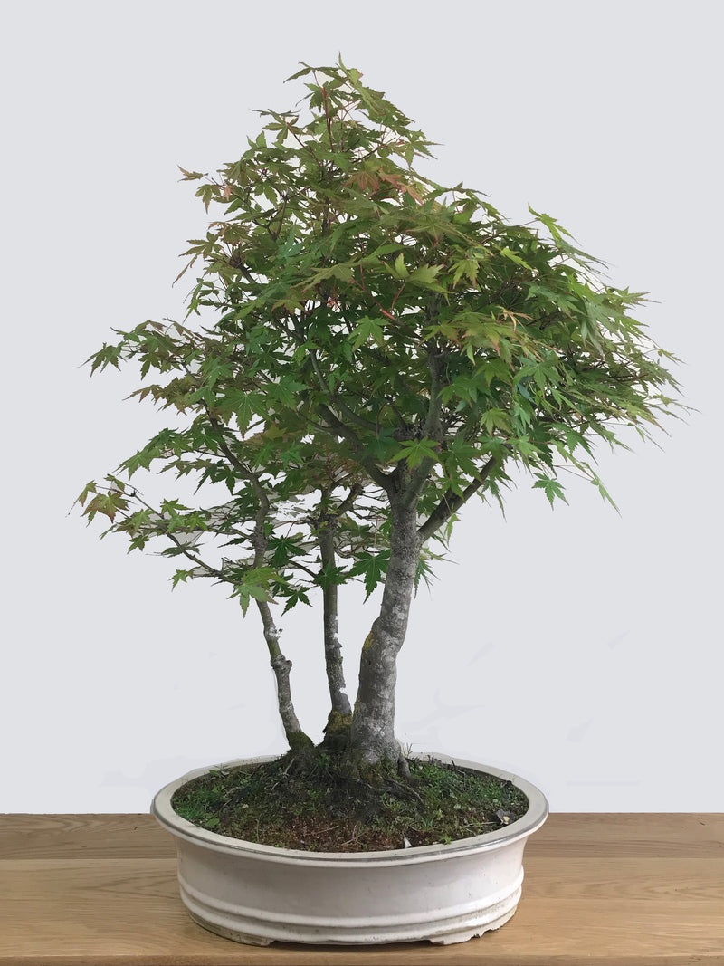 JAPANESE MAPLE (TRI-TRUNKS) - MiniGardens NZ