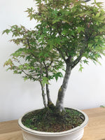 JAPANESE MAPLE (TRI-TRUNKS) - MiniGardens NZ