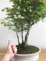 JAPANESE MAPLE (TRI-TRUNKS) - MiniGardens NZ